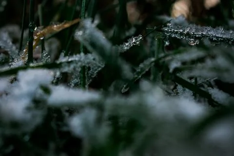 Macro of Frozen Water Droplets on Grass in Cold Foggy Morning Light Stock Photos