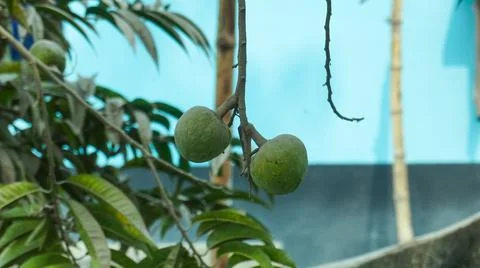 Macro fruit on the green tree. Closeup little plant with fruit. Stock Illustration