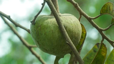 Macro fruit on the green tree. Closeup little plant with fruit. Stock Illustration