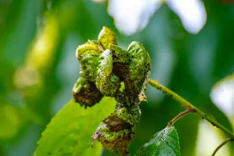 Macro of fruit tree leaf poisoned by black aphid desease problem Stock Photos