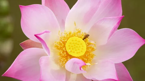 Macro Full Frame Pink Lotus Flower With Bee Collecting Pollen Video stock 337235965