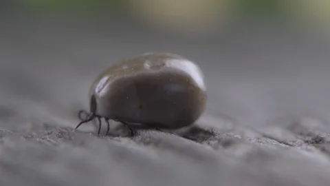 Macro of Full Tick Crawling Vídeos de archivo 117855580