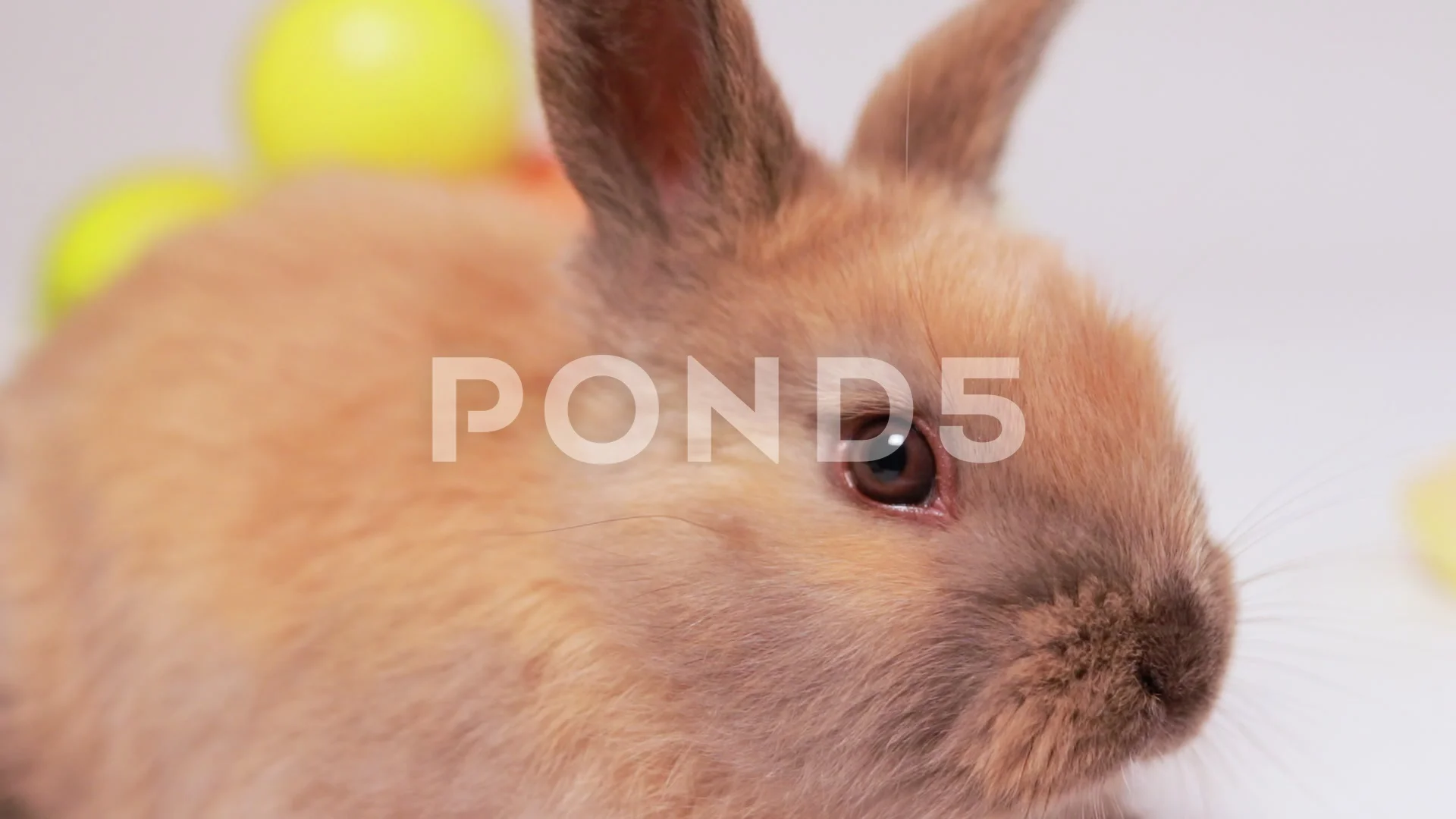 Macro funny video of a fluffy brown rabbit.