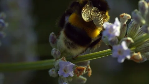 Macro furry bee on flower Stock Footage 113145225
