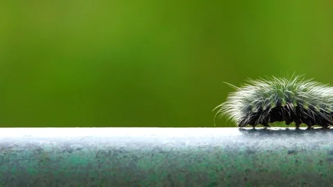 Macro furry caterpillar Stock Footage 87025024