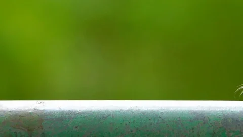 Macro furry caterpillar Stock Footage 87025034