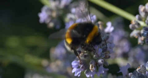 Macro on Fuzzy Bumblebee Polinating Lavender Plant Stock Footage 113149604