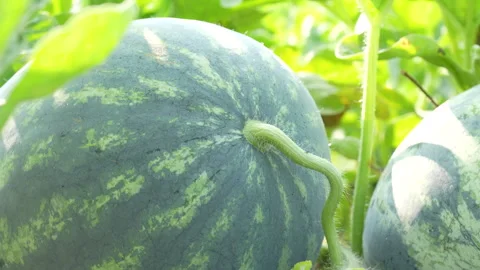 Macro Fuzzy Watermelon Stem Under Bright Sunlight Stock Footage 333373341