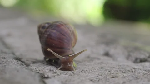 Macro Garden Snail with Spiral Shell Crawling on Stone Surface with Bokeh B.. Stock Footage 337726711