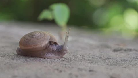 Macro Garden Snail with Spiral Shell Crawling on Stone Surface with Bokeh B.. Stock Footage 337726749