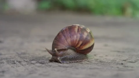 Macro Garden Snail with Spiral Shell Crawling on Stone Surface with Bokeh B.. Stock Footage 337726764