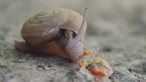 Macro Garden Snail with Spiral Shell Chewing Leaf on Stone Surface Stock Footage 337726879