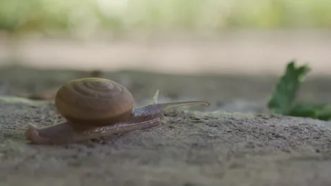 Macro Garden Snail with Spiral Shell Crawling on Stone Surface with Bokeh B.. Stock Footage 337726926