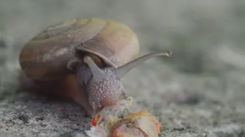 Macro Garden Snail with Spiral Shell Chewing Leaf on Stone Surface Stock Footage 337726970