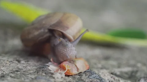 Macro Garden Snail with Spiral Shell Chewing Leaf on Stone Surface Stock Footage 337727072