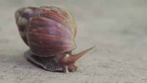 Macro Garden Snail with Spiral Shell Crawling on Stone Surface with Bokeh B.. Stock Footage 337727200