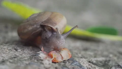 Macro Garden Snail with Spiral Shell Chewing Leaf on Stone Surface Stock Footage 337727234