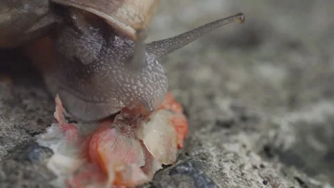 Macro Garden Snail with Spiral Shell Chewing Leaf on Stone Surface Stock Footage 337727276