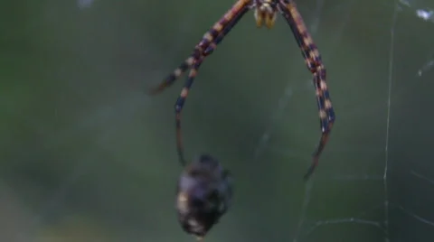 Macro Garden Spider HD Video stock 841086