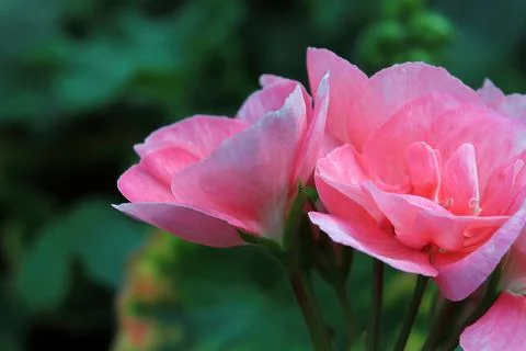 Macro of geranium flowers blooming in spring Stock Photos
