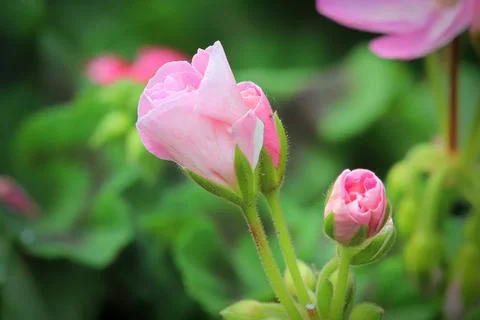 Macro of geranium flowers blooming in spring Stock Photos