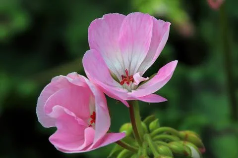 Macro of geranium flowers blooming in spring Stock Photos