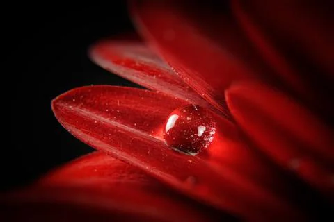 Macro gerber with drop Stock Photos