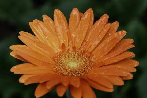 Macro of a gerbera flower with water drop Foto stock