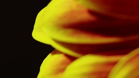 Macro gerbera yellow orange blooming, spring. Stock Footage 123613883
