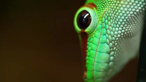 Macro of a Giant Day Geckos face as it breaths Stock Footage 327757183