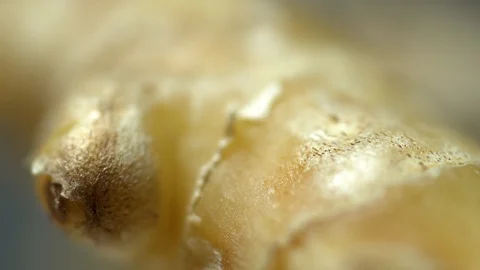Macro ginger root isolated Stock Footage 119079966