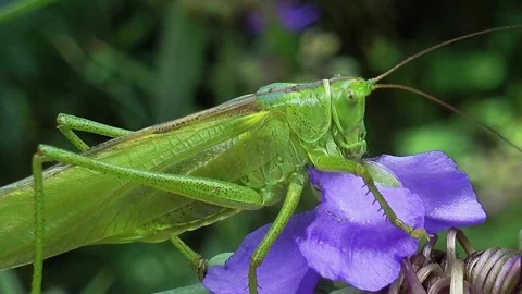 Macro, Gluttonous Locust Insect Sitting on a flower Видео 78434974