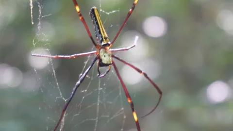 Macro Golden Spider on Web 스톡 동영상 329390135