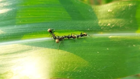 Macro of Golden Spiny Ants Interacting on Green Maize Leaf Video stock 319341139
