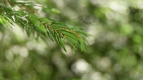 Macro grancica Stock Footage 105819746