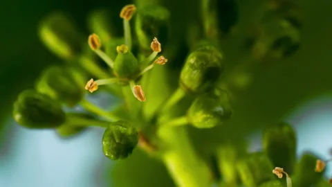 Macro Grape Flowering in the Vineyard clip 1 Stock Footage 137058401