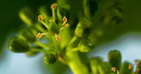 Macro Grape Flowering in the Vineyard clip 1 Stock Footage 137058564