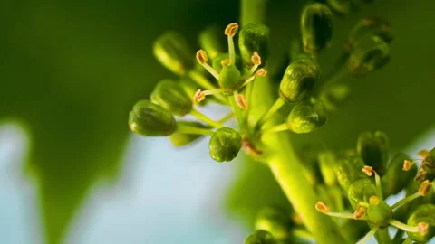 Macro Grape Flowering in the Vineyard clip 2 Stock Footage 137059523