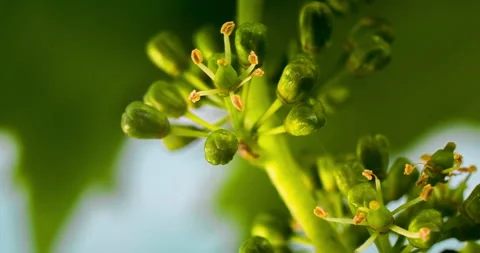 Macro Grape Flowering in the Vineyard clip 2 Stock Footage 137059636