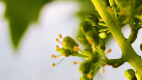 Macro Grape Flowering in the Vineyard clip 3 tilt up Stock Footage 137061177