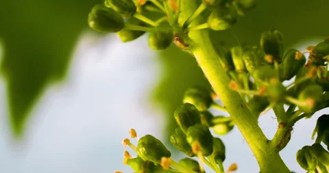 Macro Grape Flowering in the Vineyard clip 3 tilt up Stock Footage 137061311