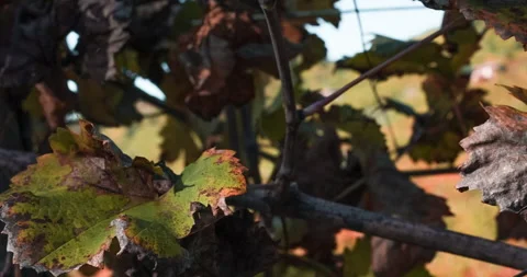 Macro of a Grape Leaf in the Vineyard in Autumn, tilt down Stock Footage 137969797
