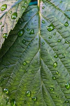 Macro grape leaves with rain drops background texture Stock Photos