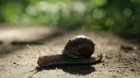Macro: grape snail on a sandy surface 스톡 사진