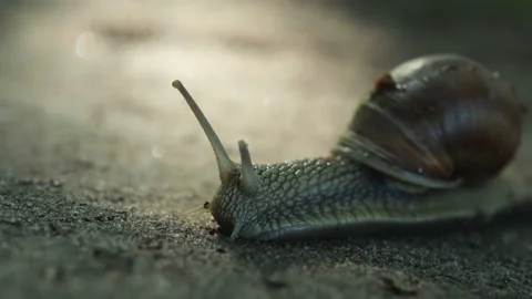 Macro: grape snail slowly crawling on a sandy surface Stock Footage 157780402