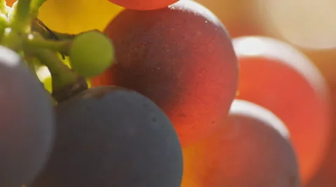Macro of grapes ripening on sun Stock Footage 58601449