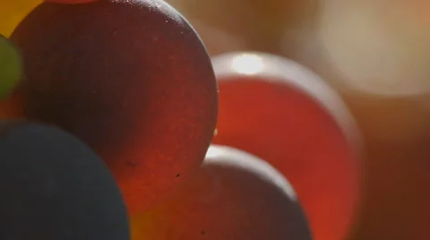 Macro of grapes ripening on Sun 스톡 동영상 58601877
