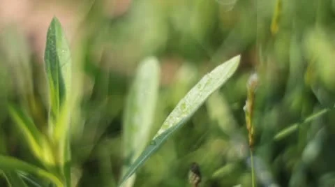 Macro grass in alpine meadow Stock Footage