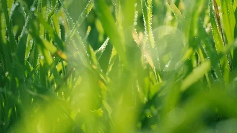 Macro of grass and dew. Video stock 100701540