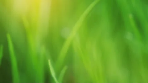 Macro of grass and dew. Stock Footage 100901731